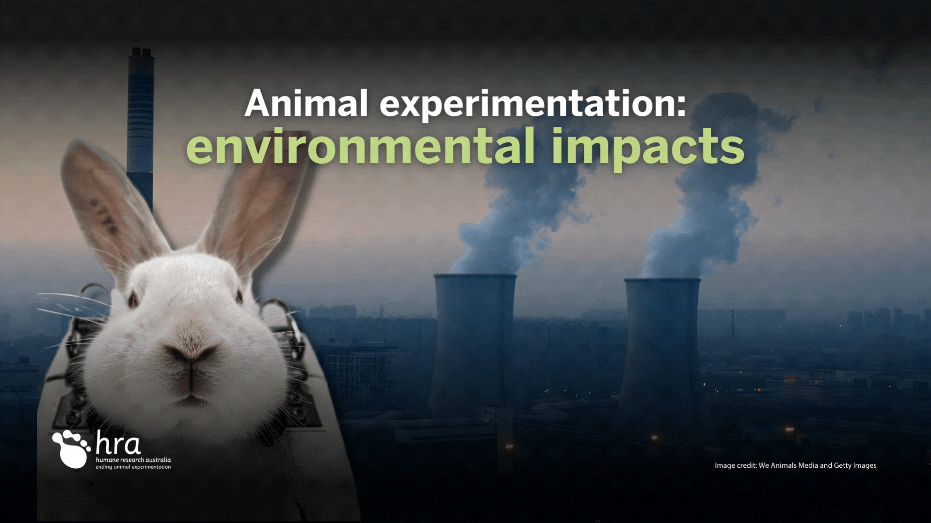 animal experiments